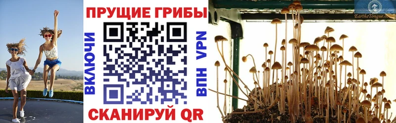 купить наркотик  МЕГА ONION  Псилоцибиновые грибы GOLDEN TEACHER  Элиста 